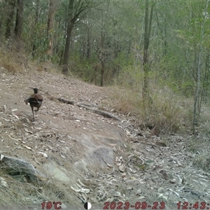 Menura novaehollandiae at Bucketty, NSW - 23 Sep 2023 10:00 AM