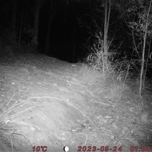 Perameles nasuta at Bucketty, NSW - 24 Sep 2023 10:00 AM