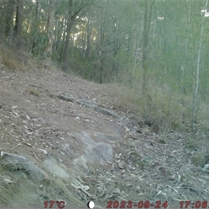 Phascolarctos cinereus at Bucketty, NSW - 24 Sep 2023 10:00 AM