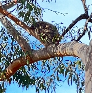 Phascolarctos cinereus at Bucketty, NSW - 25 Sep 2023 10:00 AM