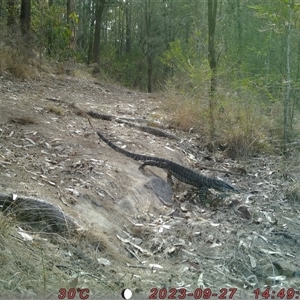 Varanus varius (Lace Monitor) at Bucketty, NSW - 27 Sep 2023 by MartinPredavec