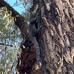 Varanus varius at Bucketty, NSW - suppressed