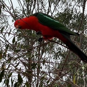 Alisterus scapularis (Australian King-Parrot) at Bucketty, NSW - 30 Sep 2023 by MartinPredavec