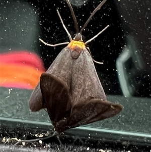 Pollanisus (genus) (A Forester Moth) at Bucketty, NSW - 30 Sep 2023 by MartinPredavec