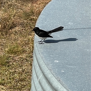 Rhipidura leucophrys (Willie Wagtail) at Bucketty, NSW - 30 Sep 2023 by MartinPredavec