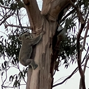 Phascolarctos cinereus (Koala) at Bucketty, NSW - 30 Sep 2023 by MartinPredavec