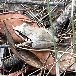 Litoria latopalmata at Bucketty, NSW - 1 Oct 2023 11:00 AM