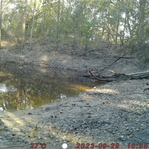 Menura novaehollandiae at Bucketty, NSW - 29 Sep 2023 10:00 AM