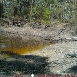 Varanus varius at Bucketty, NSW - suppressed
