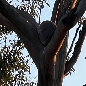 Phascolarctos cinereus (Koala) at Bucketty, NSW - 3 Oct 2023 by MartinPredavec