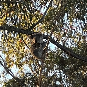 Phascolarctos cinereus at Bucketty, NSW - 5 Oct 2023 11:00 AM