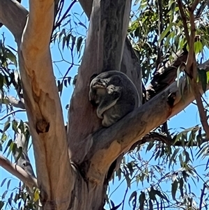 Phascolarctos cinereus (Koala) at Bucketty, NSW - 12 Oct 2023 by MartinPredavec