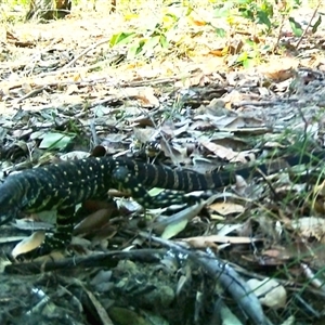 Varanus varius at Bucketty, NSW - suppressed