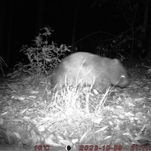 Vombatus ursinus (Common wombat, Bare-nosed Wombat) at Bucketty, NSW - 9 Oct 2023 by MartinPredavec