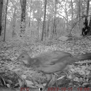 Menura novaehollandiae at Bucketty, NSW - 11 Oct 2023 11:00 AM