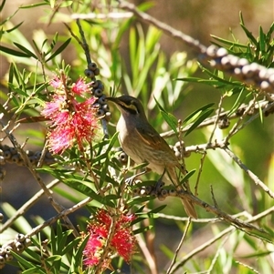Caligavis chrysops at Bucketty, NSW - 13 Oct 2023 11:00 AM