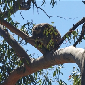 Phascolarctos cinereus (Koala) at Bucketty, NSW - 13 Oct 2023 by MartinPredavec