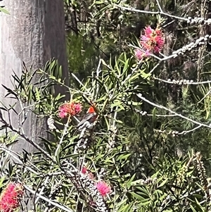 Myzomela sanguinolenta at Bucketty, NSW - 13 Oct 2023 11:00 AM