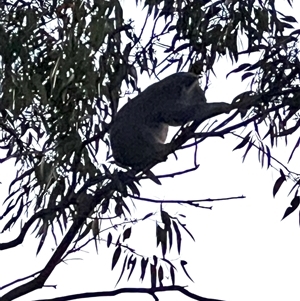 Phascolarctos cinereus at Bucketty, NSW - 15 Oct 2023 11:00 AM