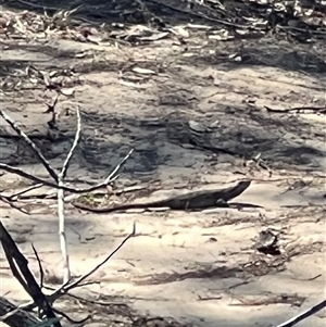 Pogona barbata at Bucketty, NSW - suppressed