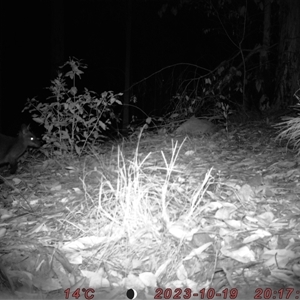 Wallabia bicolor at Bucketty, NSW - 19 Oct 2023 11:00 AM