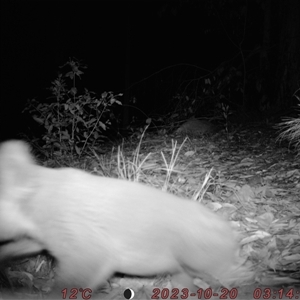 Phascolarctos cinereus at Bucketty, NSW - 20 Oct 2023 11:00 AM