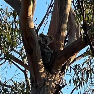Phascolarctos cinereus (Koala) at Bucketty, NSW - 24 Oct 2023 by MartinPredavec