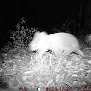 Phascolarctos cinereus at Bucketty, NSW - 26 Oct 2023 11:00 AM