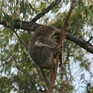 Phascolarctos cinereus at Bucketty, NSW - 27 Oct 2023 11:00 AM