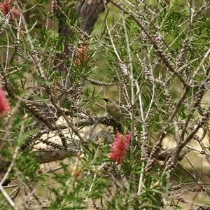 Lichenostomus melanops at Bucketty, NSW - 27 Oct 2023 by MartinPredavec