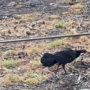 Alectura lathami (Australian Brush-turkey) at Bucketty, NSW - 28 Oct 2023 by MartinPredavec