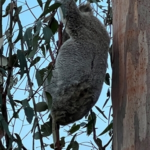 Phascolarctos cinereus at Bucketty, NSW - 28 Oct 2023 11:00 AM