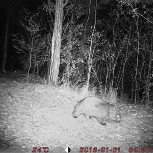 Vombatus ursinus (Common wombat, Bare-nosed Wombat) at Bucketty, NSW - 1 Jan 2016 by MartinPredavec