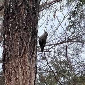 Cormobates leucophaea at Bucketty, NSW - 31 Oct 2023 11:00 AM