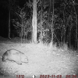 Vombatus ursinus at Bucketty, NSW - 3 Nov 2023 11:00 AM