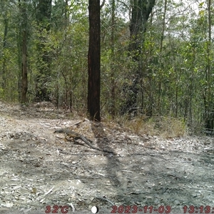 Varanus varius at Bucketty, NSW - suppressed