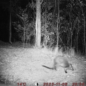 Wallabia bicolor at Bucketty, NSW - 6 Nov 2023 11:00 AM