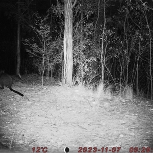 Wallabia bicolor at Bucketty, NSW - 7 Nov 2023 11:00 AM