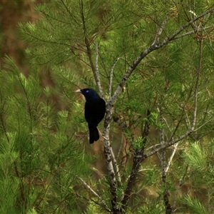 Ptilonorhynchus violaceus (Satin Bowerbird) at Bucketty, NSW - 9 Nov 2023 by MartinPredavec