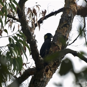 Zanda funerea at Bucketty, NSW - 9 Nov 2023 11:00 AM