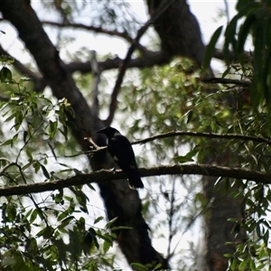 Gymnorhina tibicen (Australian Magpie) at Bucketty, NSW - 9 Nov 2023 by MartinPredavec