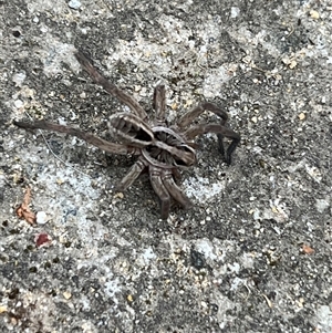 Tasmanicosa sp. (genus) at Bucketty, NSW - 9 Nov 2023 11:00 AM