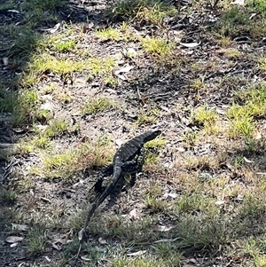 Varanus varius at Bucketty, NSW - suppressed
