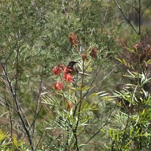 Myzomela sanguinolenta at Bucketty, NSW - 10 Nov 2023 by MartinPredavec