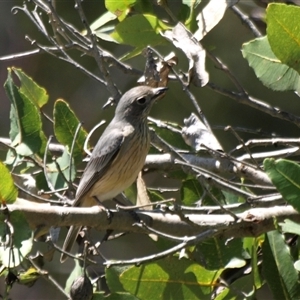 Pachycephala rufiventris (Rufous Whistler) at Bucketty, NSW - 10 Nov 2023 by MartinPredavec
