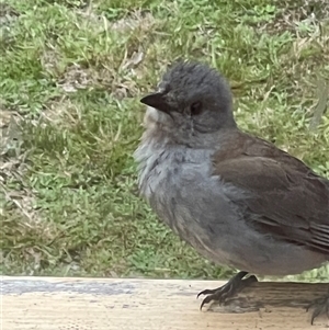 Colluricincla harmonica at Bucketty, NSW - 16 Nov 2023 11:00 AM