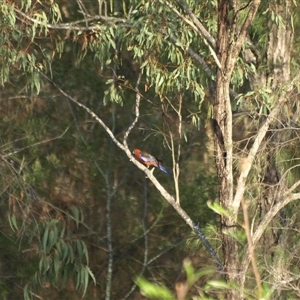 Platycercus elegans at Bucketty, NSW - 12 Nov 2023 11:00 AM
