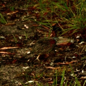 Turnix varius (Painted Buttonquail) at Bucketty, NSW - 17 Nov 2023 by MartinPredavec