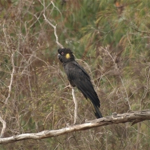 Zanda funerea (Yellow-tailed Black-Cockatoo) at Bucketty, NSW - 17 Nov 2023 by MartinPredavec