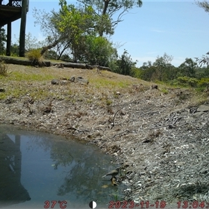 Colluricincla harmonica at Bucketty, NSW - 19 Nov 2023 11:00 AM